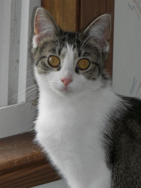 Molly, an adoptable Tabby in Jefferson, OH, 44047 | Photo Image 1