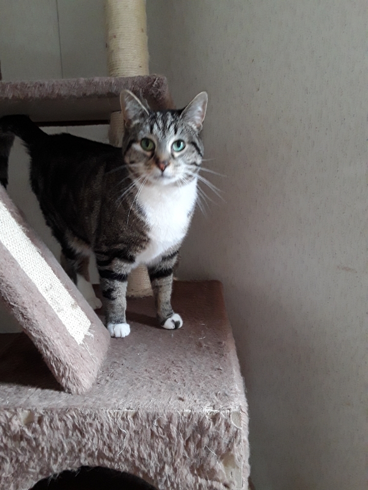 Lexi, an adoptable Tabby in Jefferson, OH, 44047 | Photo Image 1