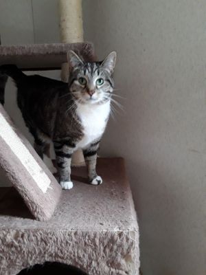 Lexi, Adult Female unknown