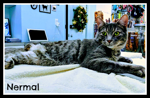 Cat For Adoption Nermal Compassionate Adoption A Tabby