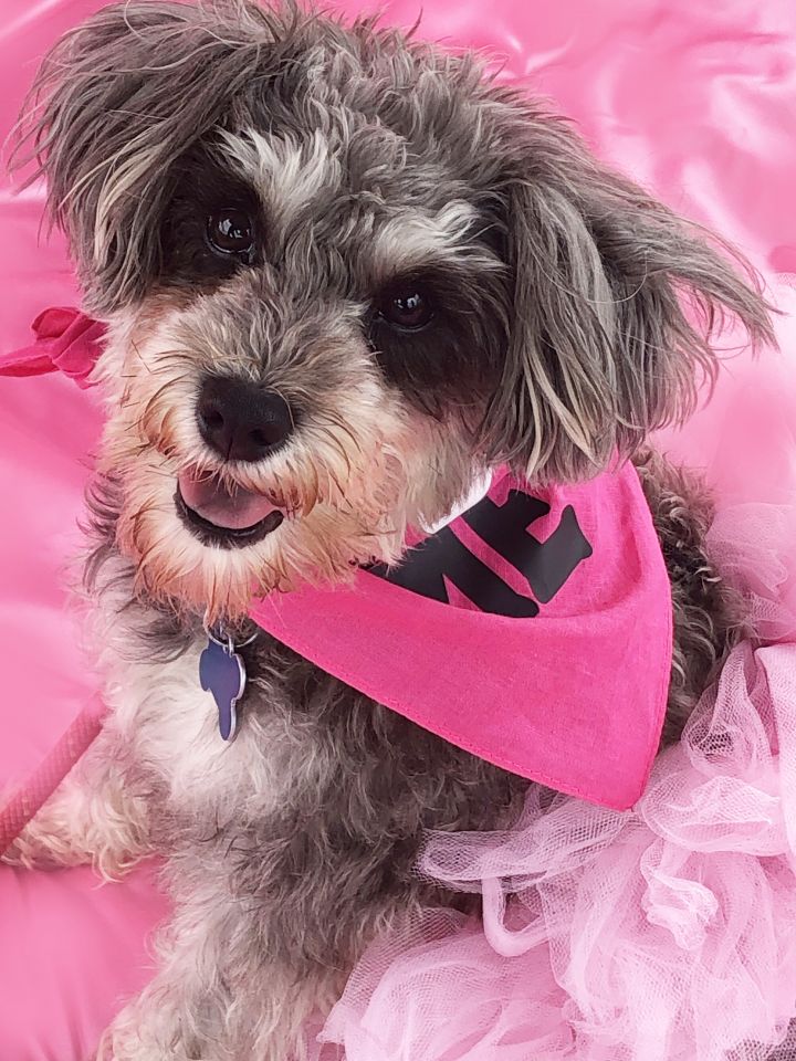 Adorable Ava-ADOPT Me!, an adopted Miniature Schnauzer & Poodle Mix in Redondo Beach, CA_image-2