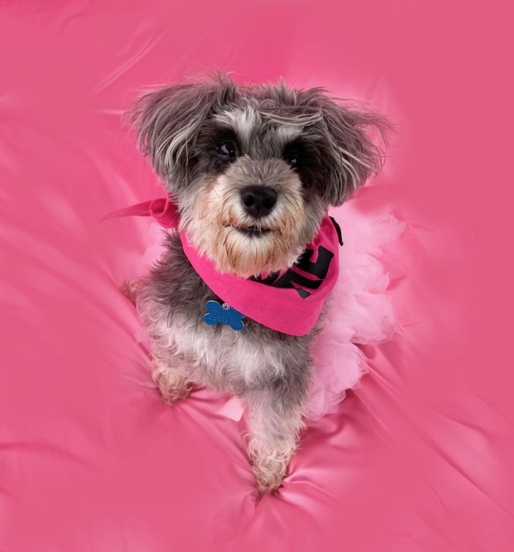 Adorable Ava-ADOPT Me!, an adopted Miniature Schnauzer & Poodle Mix in Redondo Beach, CA_image-4