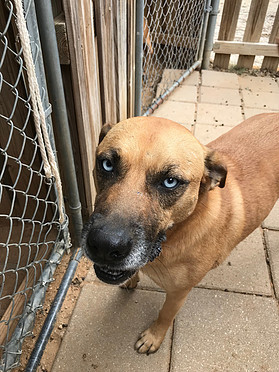 Poncho, an adoptable Black Mouth Cur, Catahoula Leopard Dog in Paradise, TX, 76073 | Photo Image 2