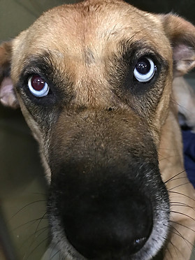 Poncho, an adoptable Black Mouth Cur, Catahoula Leopard Dog in Paradise, TX, 76073 | Photo Image 3