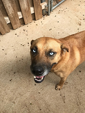 Poncho, an adoptable Black Mouth Cur, Catahoula Leopard Dog in Paradise, TX, 76073 | Photo Image 1