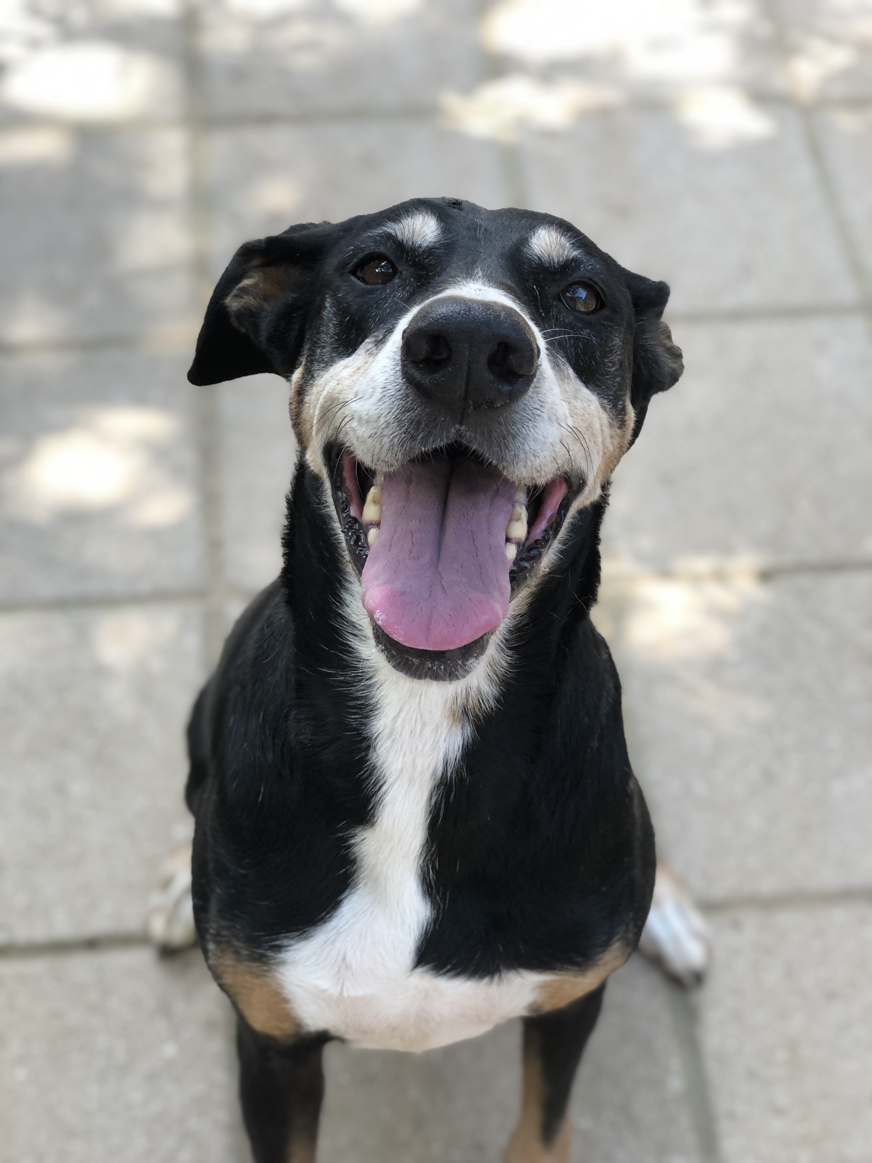 Kenzi, an adoptable Manchester Terrier, Appenzell Mountain Dog in Paradise, TX, 76073 | Photo Image 2