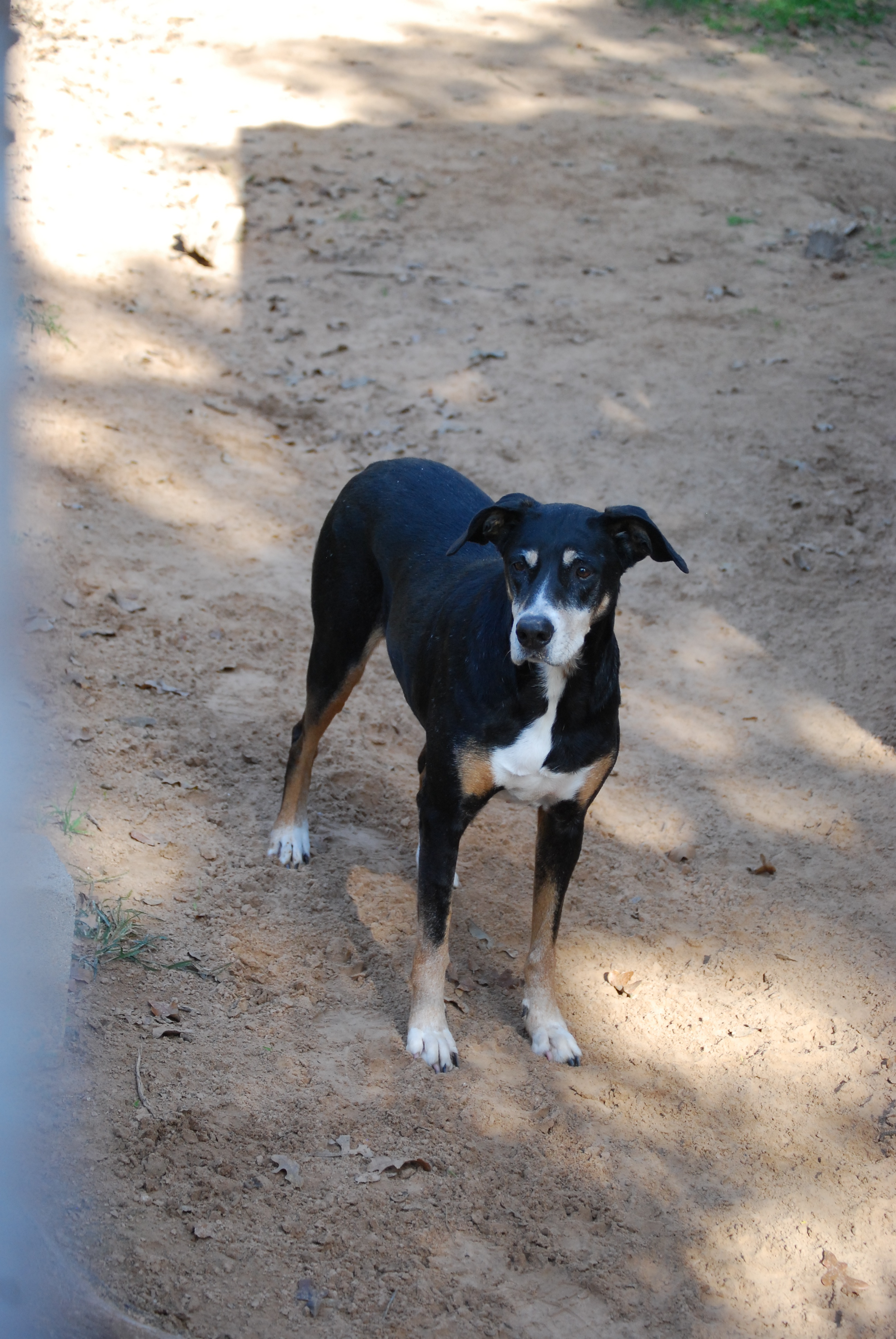Kenzi, an adoptable Manchester Terrier, Appenzell Mountain Dog in Paradise, TX, 76073 | Photo Image 3