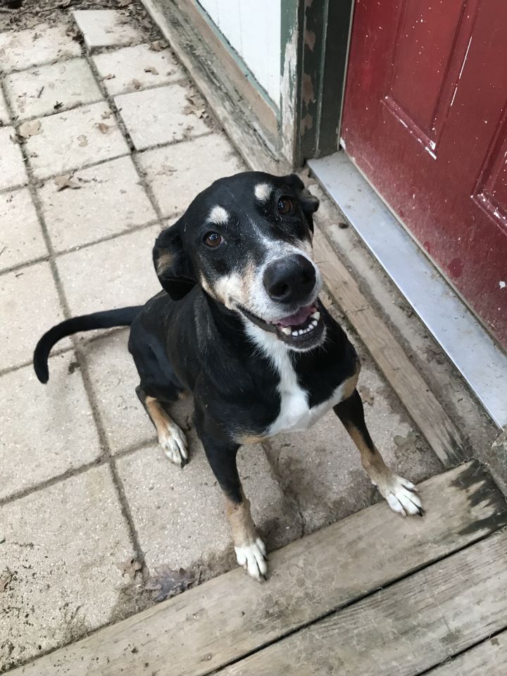 Dog for adoption - Kenzi, a Manchester Terrier & Appenzell Mountain Dog