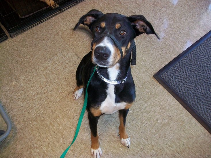Kenzi, an adoptable Manchester Terrier, Appenzell Mountain Dog in Paradise, TX, 76073 | Photo Image 6