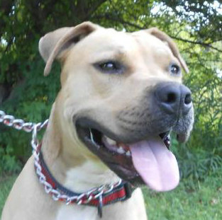 Jake, an adoptable Staffordshire Bull Terrier, Pit Bull Terrier in Olean, NY, 14760 | Photo Image 2