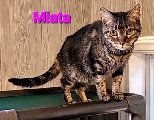 Miata, an adoptable Domestic Short Hair in Macon, GA, 31220 | Photo Image 2