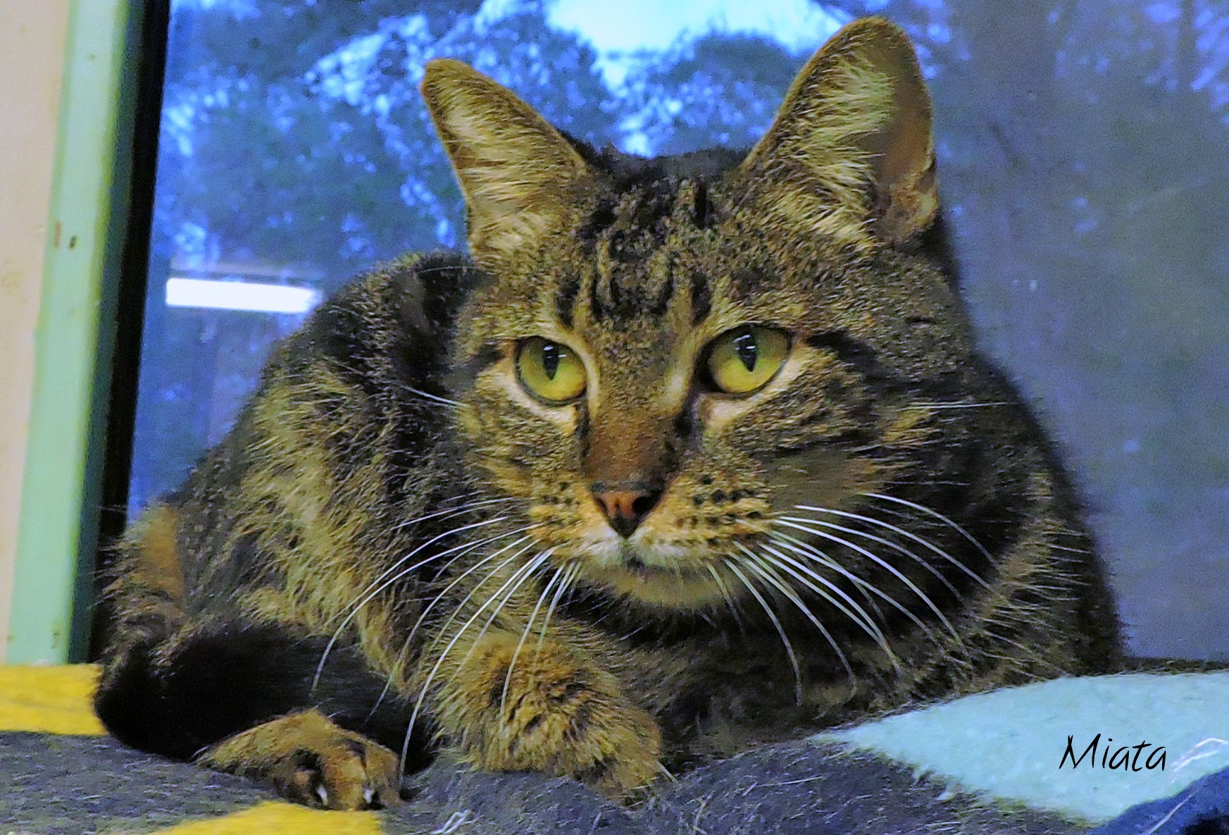 Miata, an adoptable Domestic Short Hair in Macon, GA, 31220 | Photo Image 1