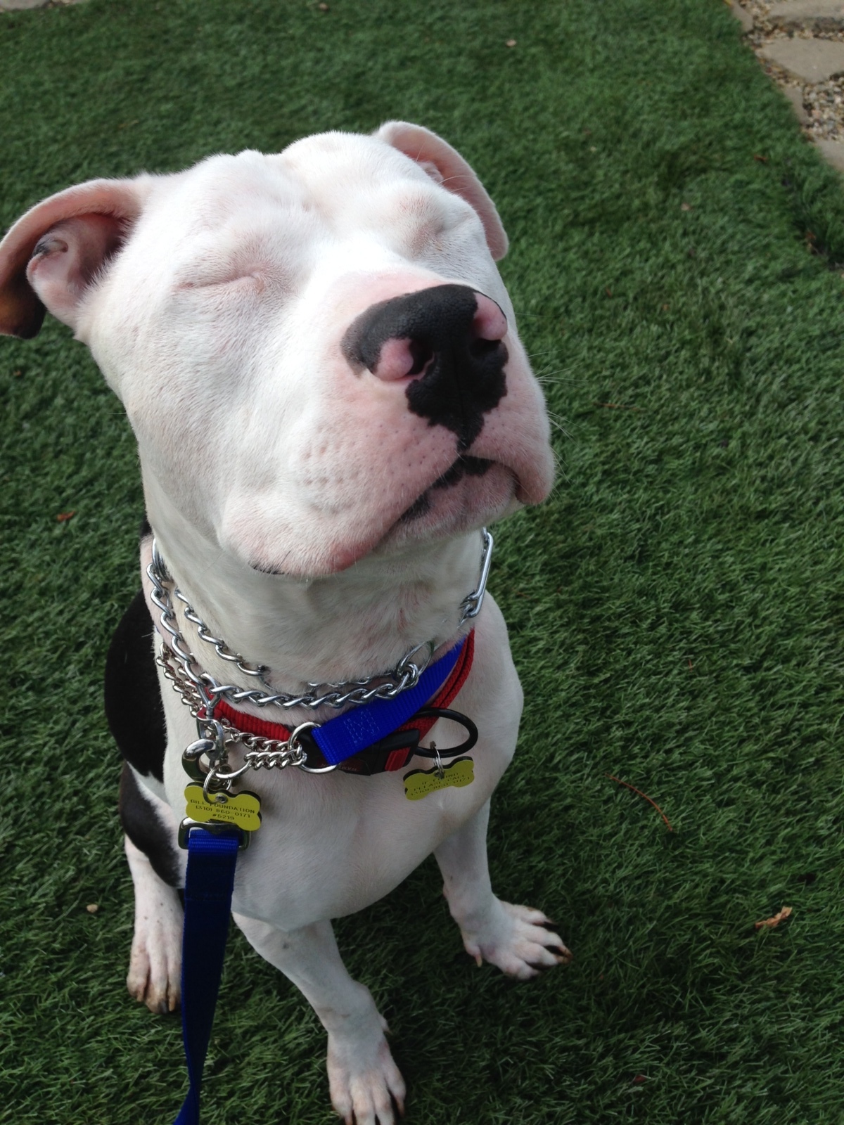 Stormy, an adoptable American Bulldog, Pit Bull Terrier in Van Nuys, CA, 91409 | Photo Image 2