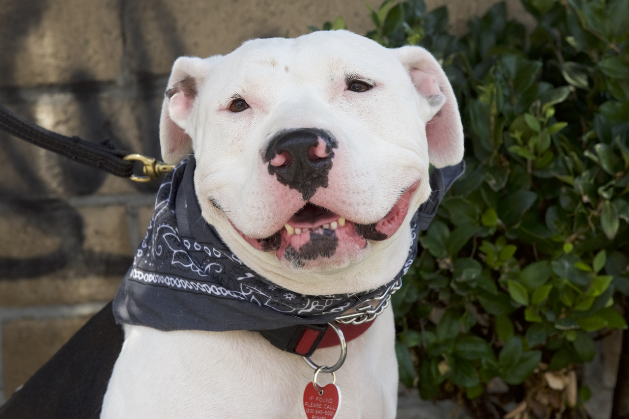 Stormy, an adoptable American Bulldog, Pit Bull Terrier in Van Nuys, CA, 91409 | Photo Image 3