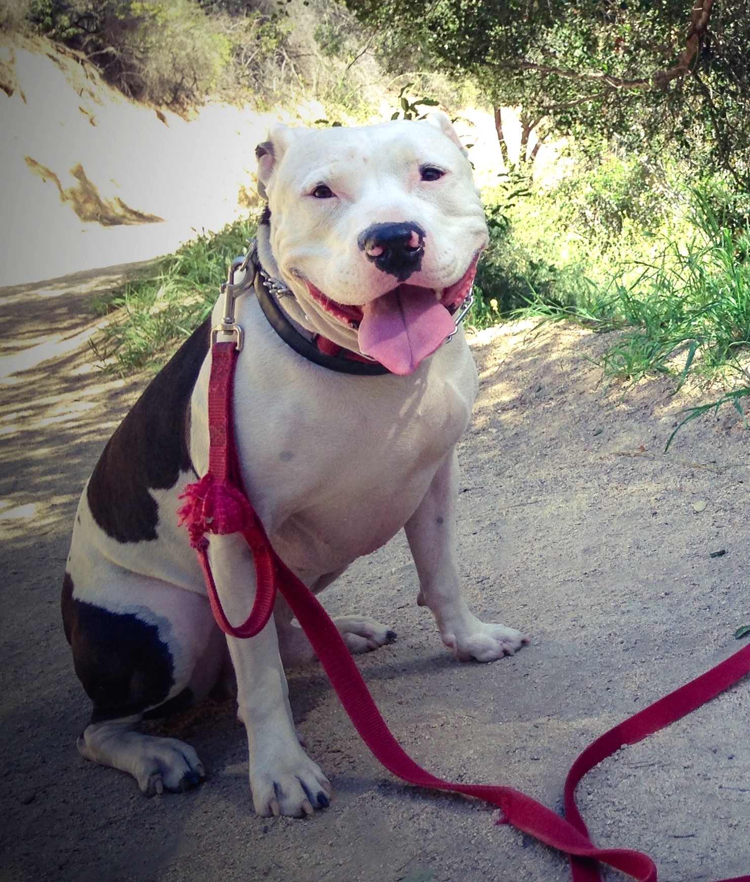 Stormy, an adoptable American Bulldog, Pit Bull Terrier in Van Nuys, CA, 91409 | Photo Image 4