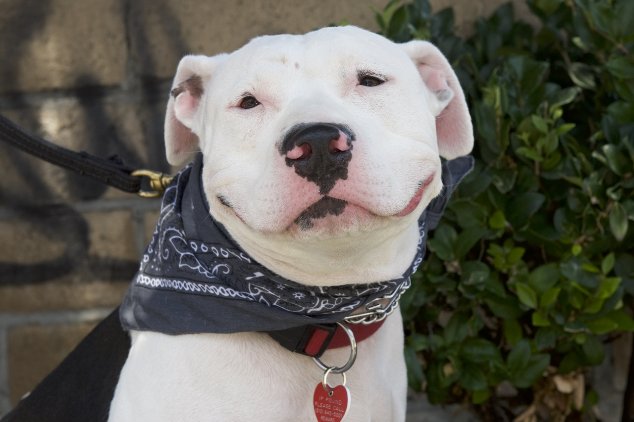 Stormy, an adoptable American Bulldog, Pit Bull Terrier in Van Nuys, CA, 91409 | Photo Image 6