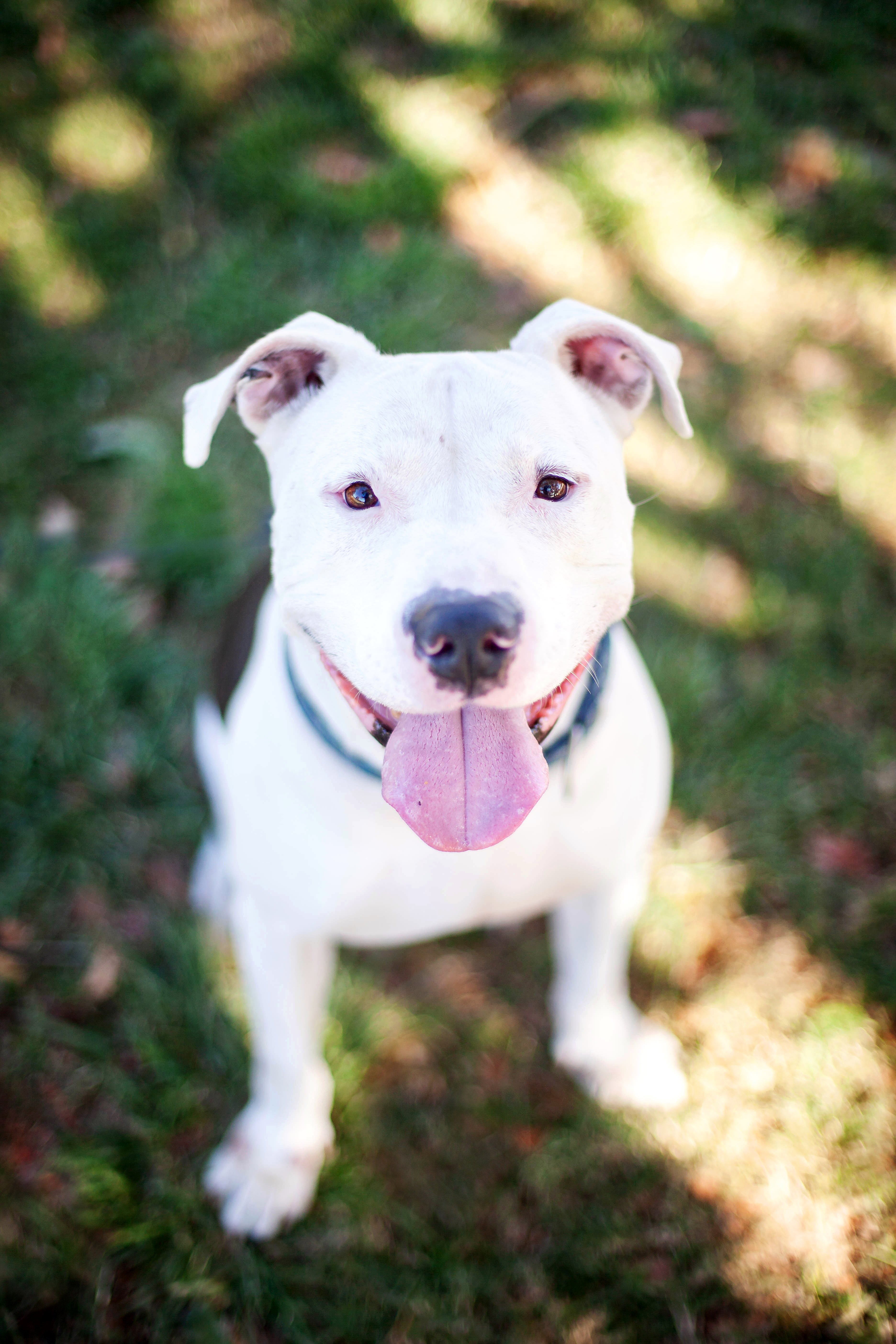 Stormy, an adoptable American Bulldog, Pit Bull Terrier in Van Nuys, CA, 91409 | Photo Image 1
