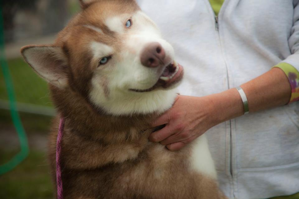 Perro, an adoptable Siberian Husky in Harvard, IL, 60033 | Photo Image 1