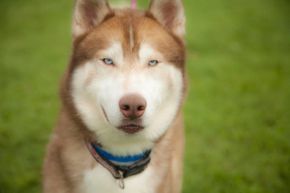 Perro, an adoptable Siberian Husky in Harvard, IL, 60033 | Photo Image 2