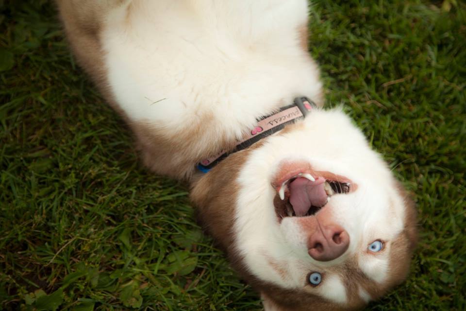 Perro, an adoptable Siberian Husky in Harvard, IL, 60033 | Photo Image 3