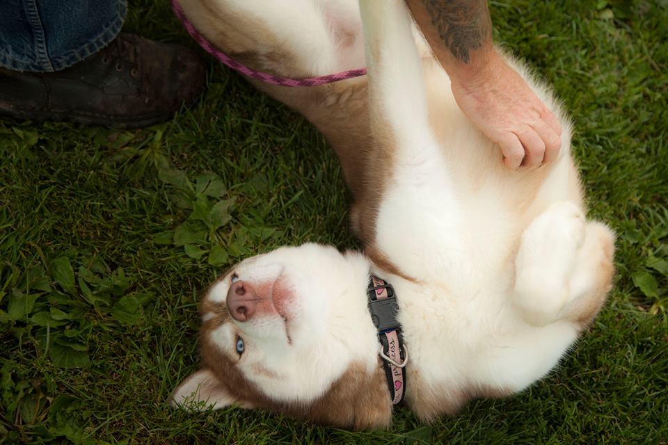 Perro, an adoptable Siberian Husky in Harvard, IL, 60033 | Photo Image 4