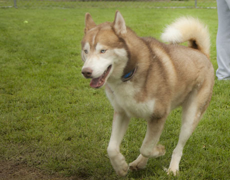 Perro, an adoptable Siberian Husky in Harvard, IL, 60033 | Photo Image 5