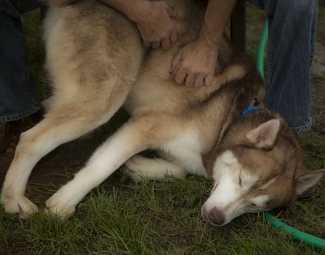 Perro, an adoptable Siberian Husky in Harvard, IL, 60033 | Photo Image 6