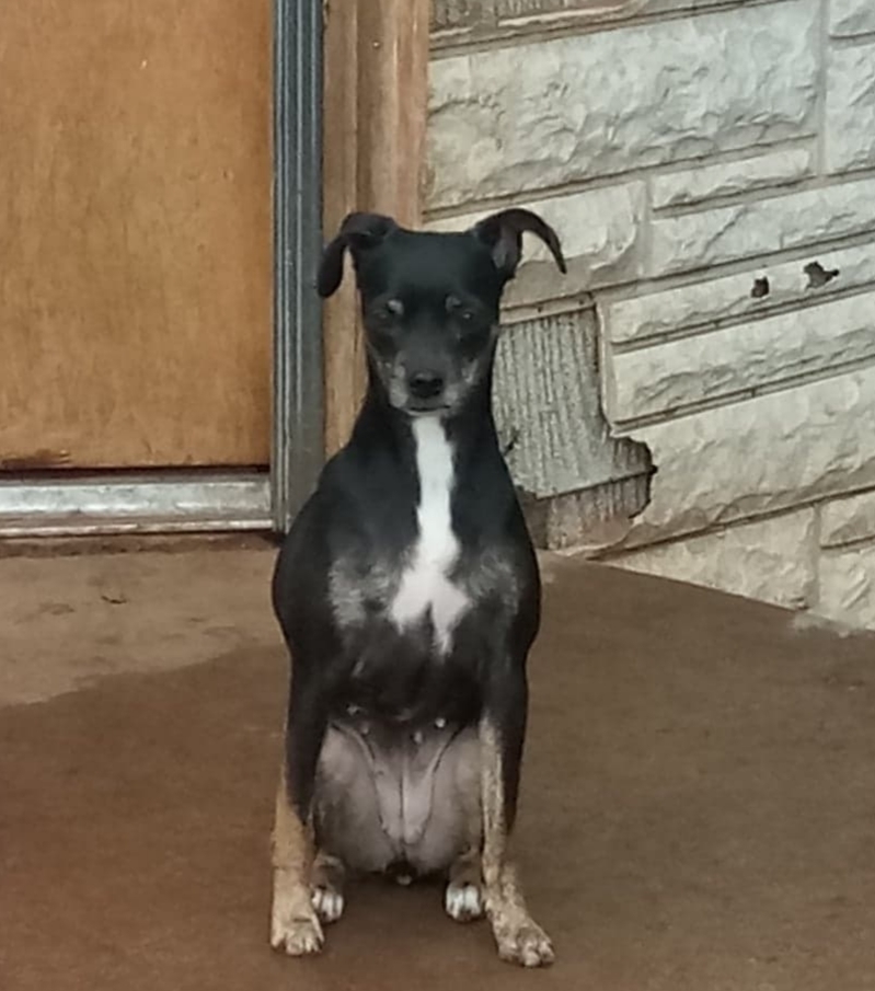 Abby, an adoptable Chihuahua in Lamesa, TX, 79331 | Photo Image 1