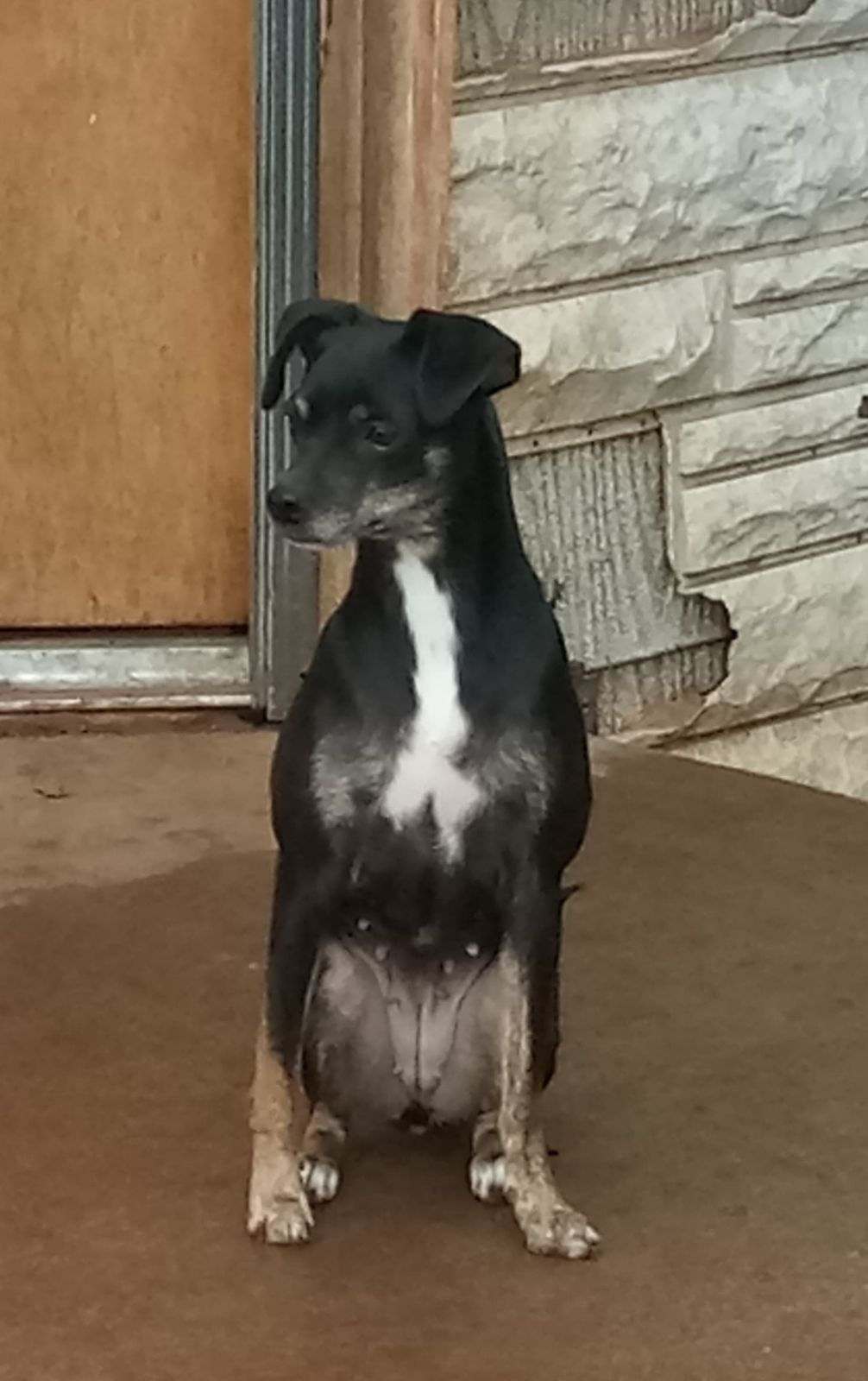 Abby, an adoptable Chihuahua in Lamesa, TX, 79331 | Photo Image 2