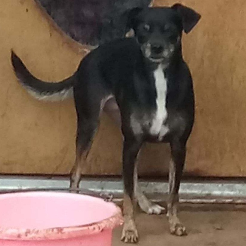 Abby, an adoptable Chihuahua in Lamesa, TX, 79331 | Photo Image 3