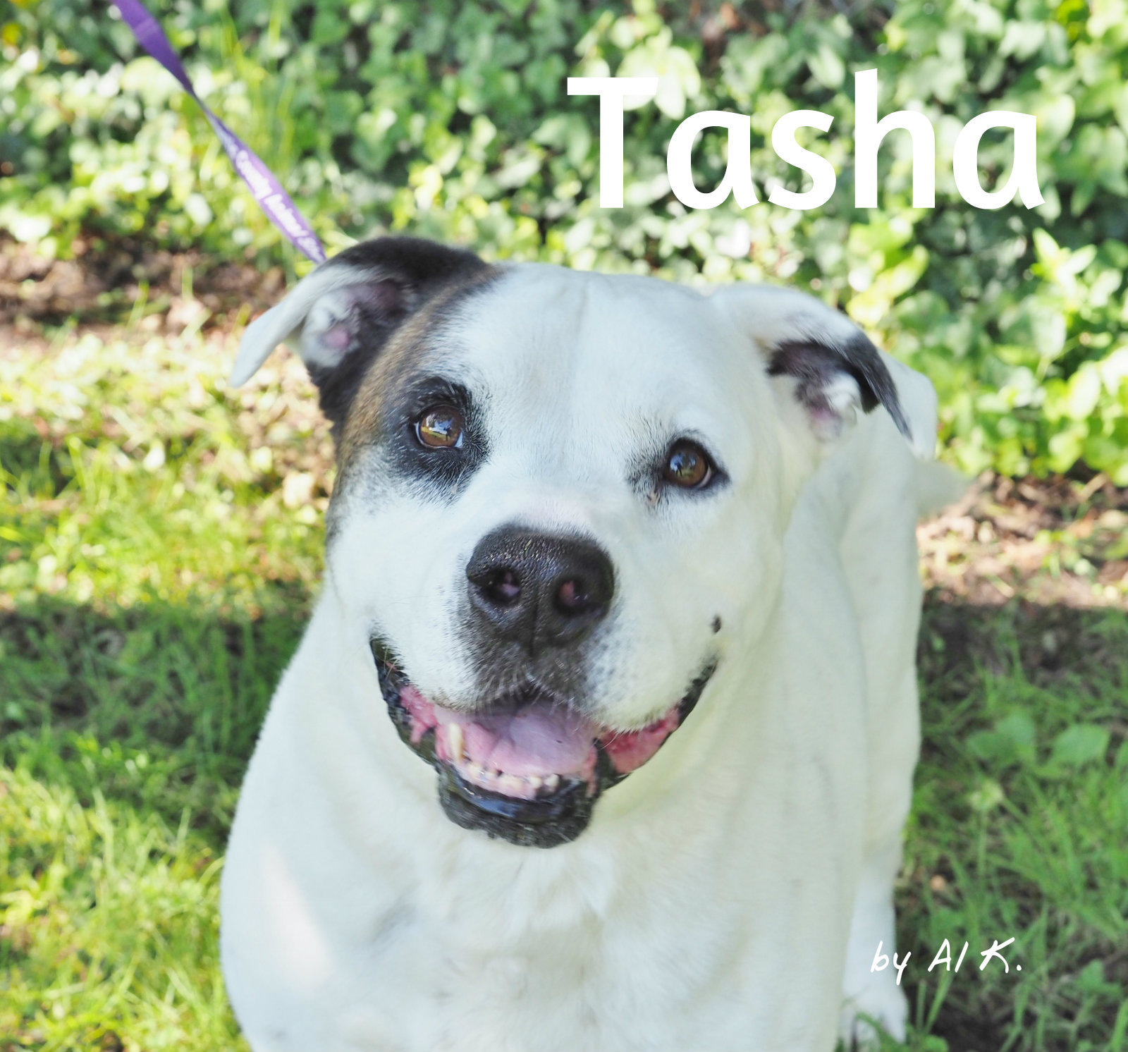 Tasha detail page