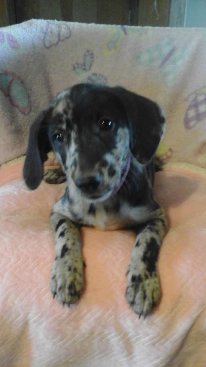 Dog for adoption Haley, a Dachshund & Beagle Mix in Ashdown, AR