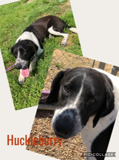 Huckleberry, an adoptable Dachshund, Beagle in Ashdown, AR, 71822 | Photo Image 1