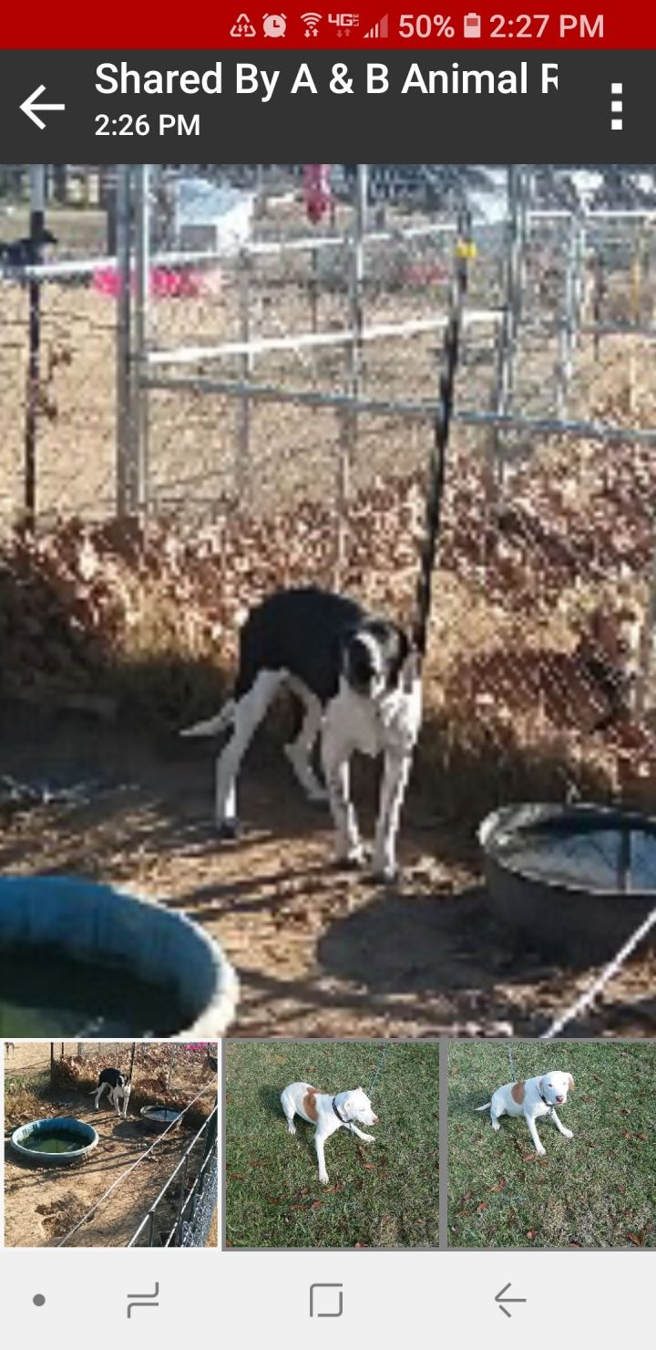 Dog for adoption Huckleberry, a Dachshund & Beagle Mix in Ashdown, AR