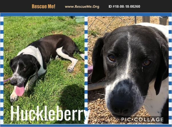 Huckleberry, an adoptable Dachshund, Beagle in Ashdown, AR, 71822 | Photo Image 4