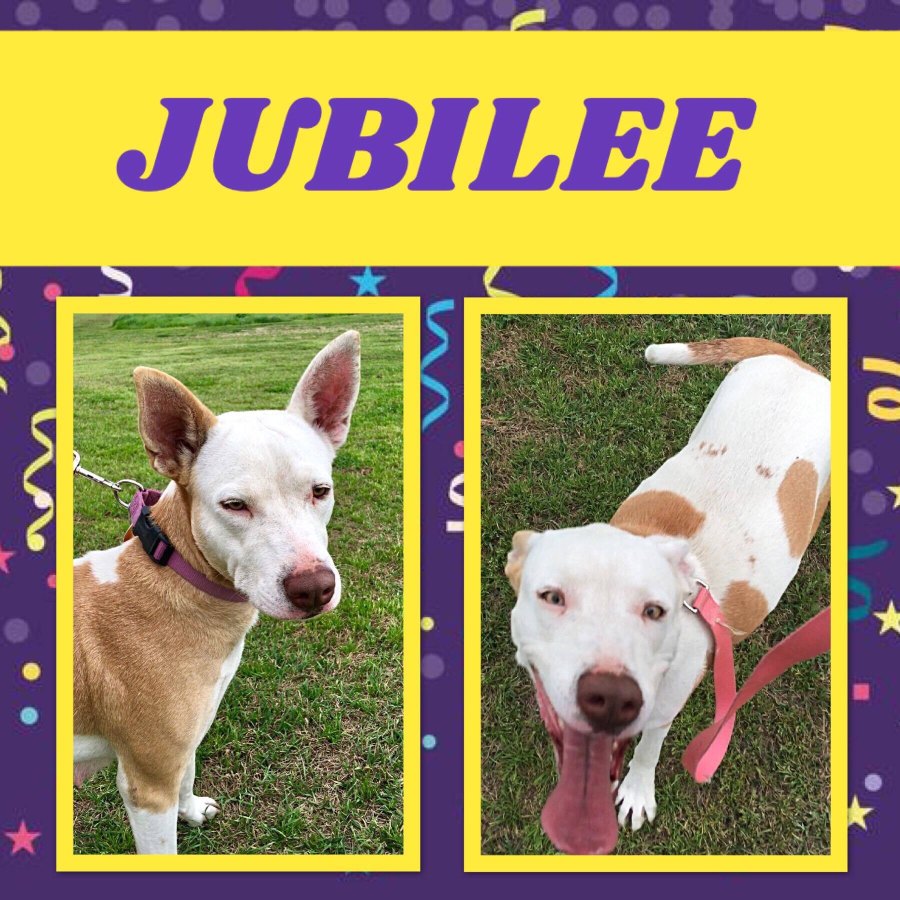 Jubilee, an adoptable Catahoula Leopard Dog, Cattle Dog in Ashdown, AR, 71822 | Photo Image 2