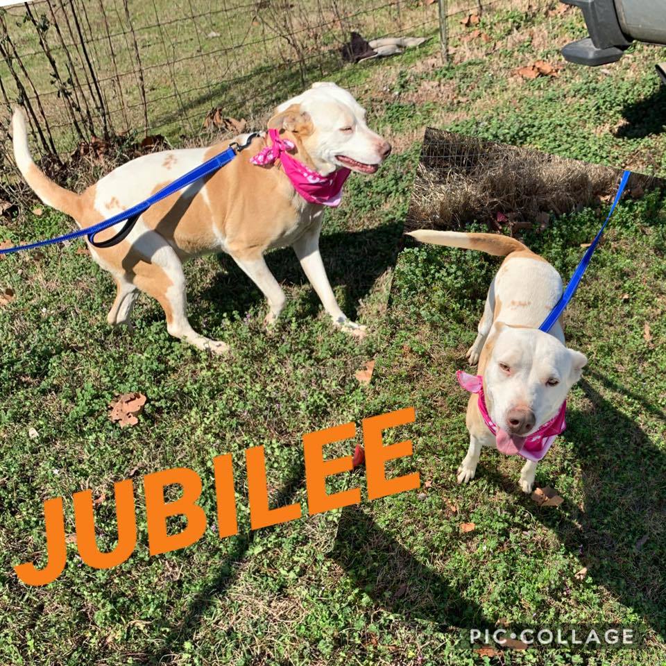 Dog for adoption Jubilee, a Catahoula Leopard Dog & Cattle Dog Mix in