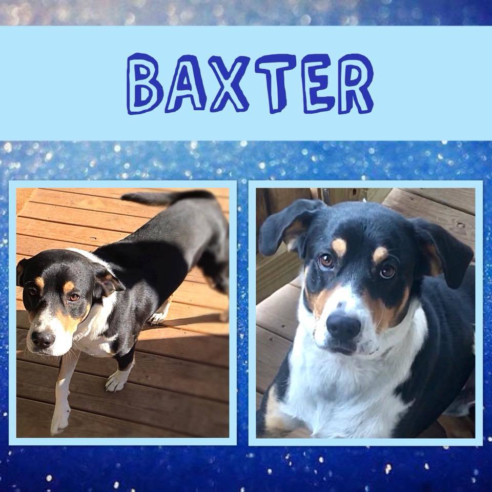 Baxter detail page
