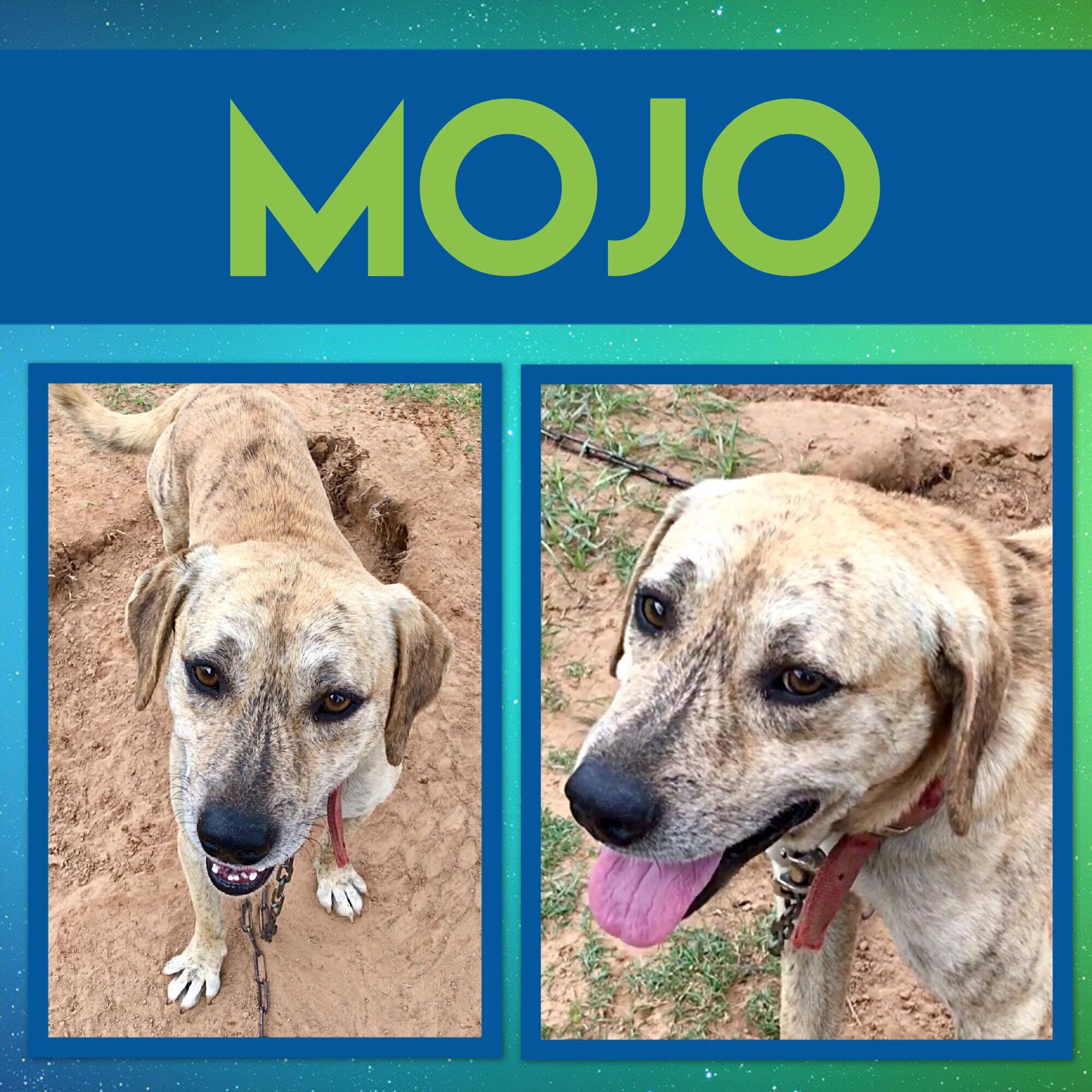 Dog for adoption MoJo, a Black Mouth Cur Mix in Ashdown, AR Petfinder