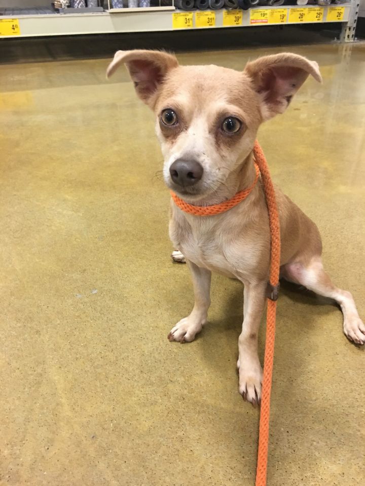 Columbo, an adoptable Chihuahua in Tulsa, OK_image-1