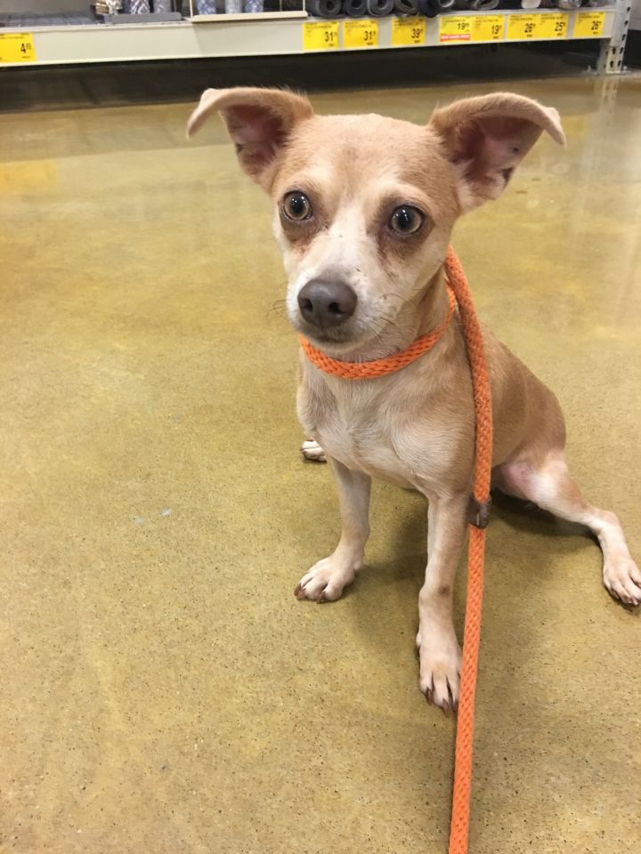 Dog For Adoption Columbo A Chihuahua In Tulsa Ok Petfinder