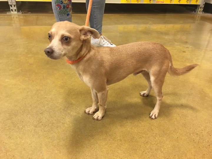 Columbo, an adoptable Chihuahua in Tulsa, OK_image-2
