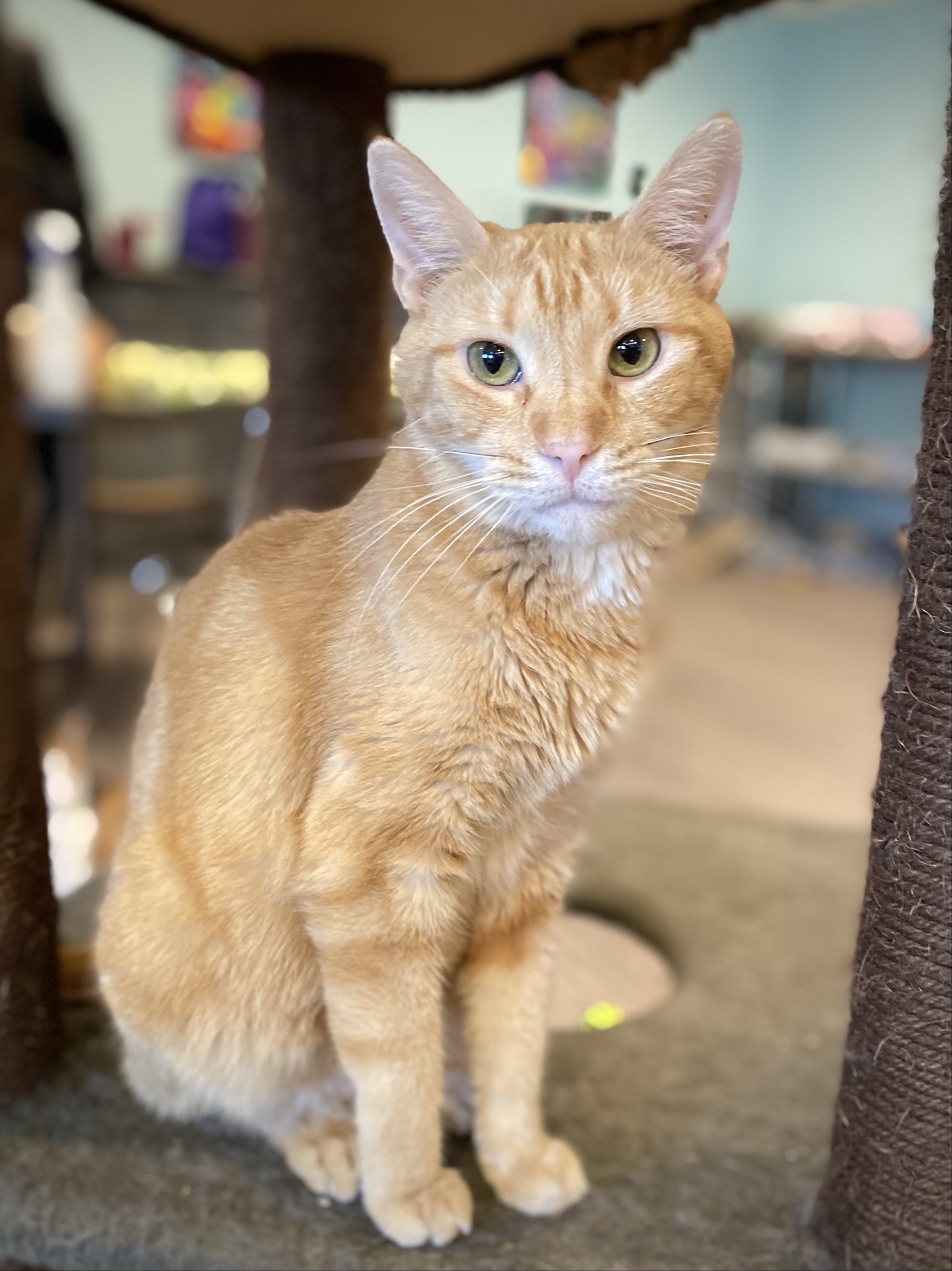 Sunshine, an adoptable Domestic Short Hair in New Cumberland, WV, 26047 | Photo Image 1