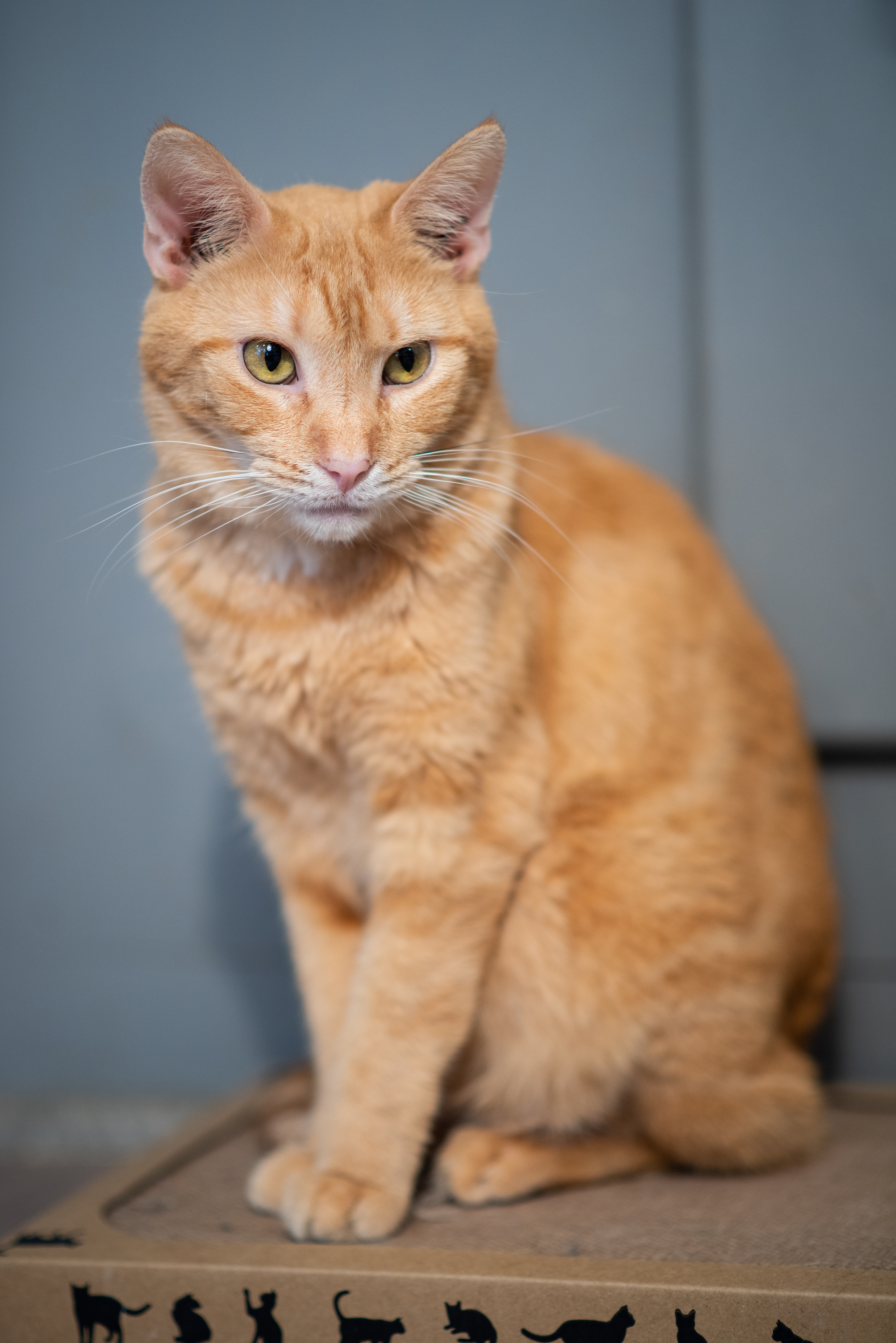 Sunshine, an adoptable Domestic Short Hair in New Cumberland, WV, 26047 | Photo Image 4