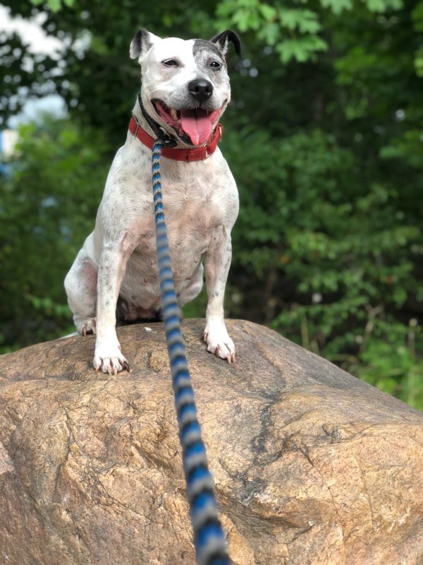 Hilda, an adoptable Jack Russell Terrier, Bull Terrier in Oakland, NJ, 07436 | Photo Image 1