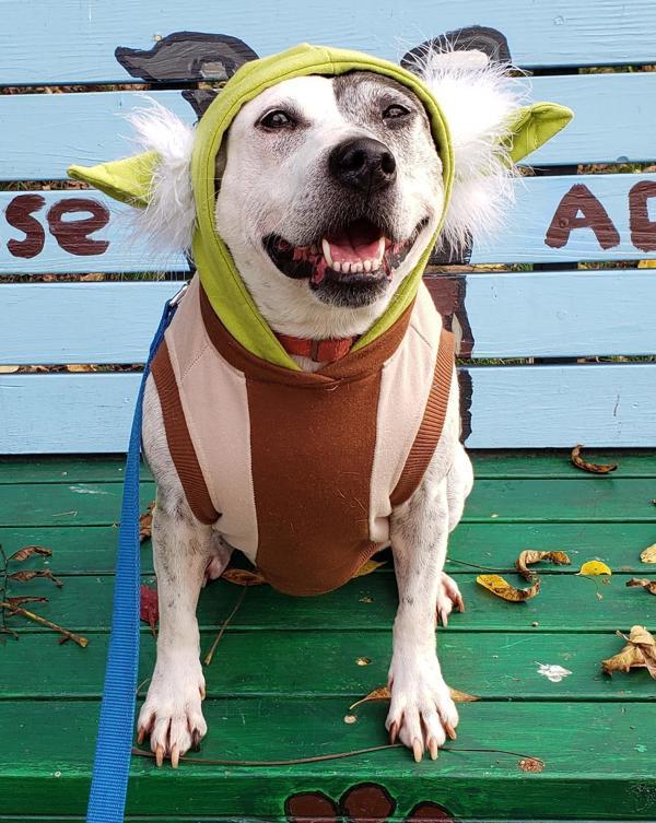 Hilda, an adoptable Jack Russell Terrier, Bull Terrier in Oakland, NJ, 07436 | Photo Image 3