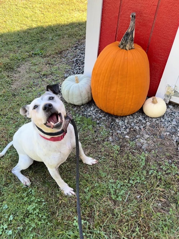 Hilda, an adoptable Jack Russell Terrier, Bull Terrier in Oakland, NJ, 07436 | Photo Image 4