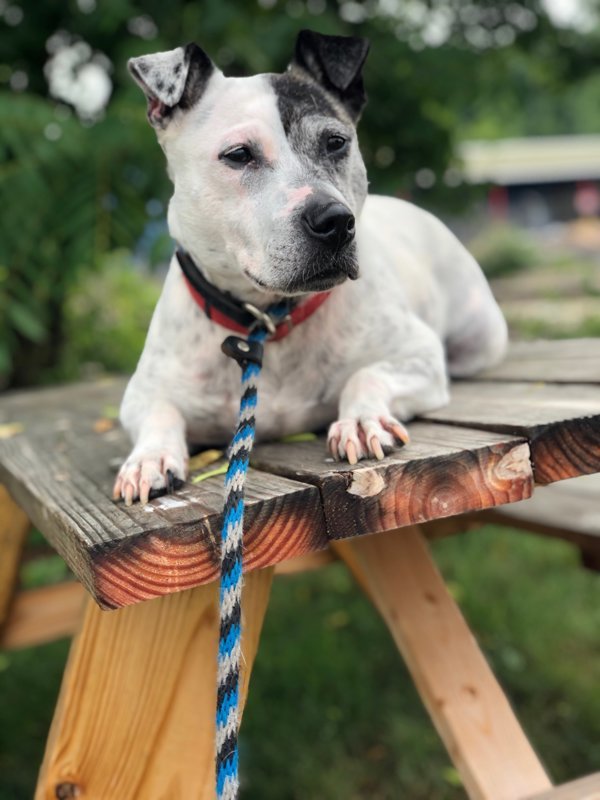 Hilda, an adoptable Jack Russell Terrier, Bull Terrier in Oakland, NJ, 07436 | Photo Image 5