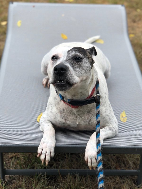 Hilda, an adoptable Jack Russell Terrier, Bull Terrier in Oakland, NJ, 07436 | Photo Image 6