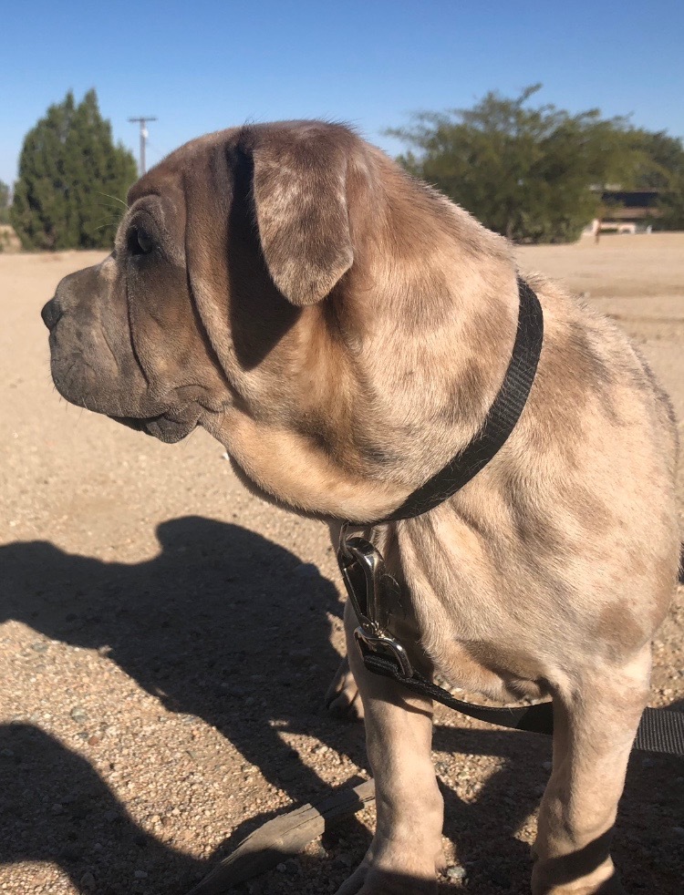 AXEL, an adoptable Shar-Pei, Mixed Breed in Yucca Valley, CA, 92286 | Photo Image 1